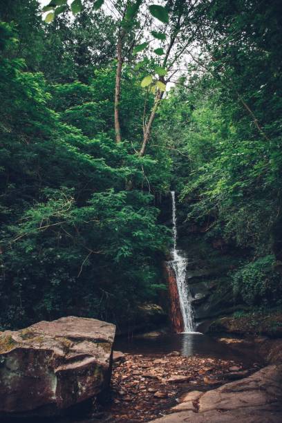 istock Shot of a natural waterfall in a forest 1445363918