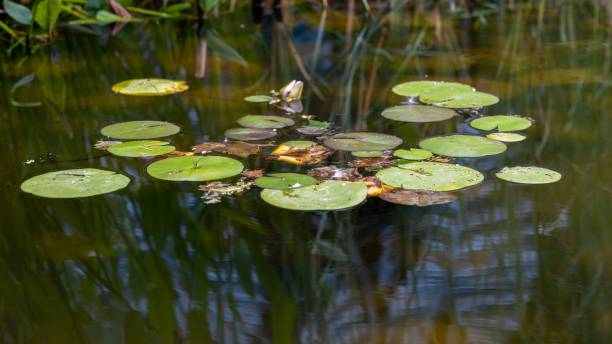 istock Lily plant on the lake with clear water 1445363994