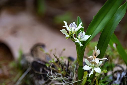 A closeup of beautiful delicate orchids with leaves in their natural environment. Selective focus.