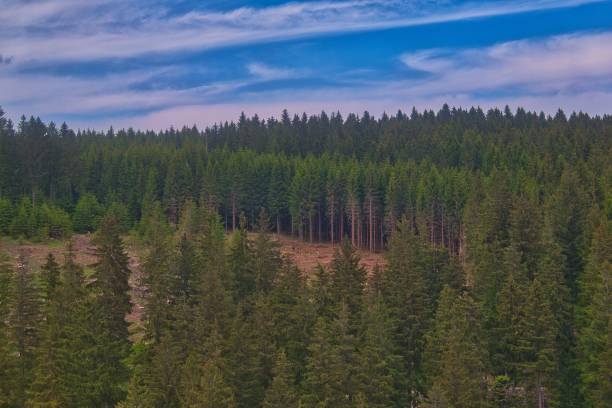 istock Beautiful coniferous forest view, aerial 1445364067