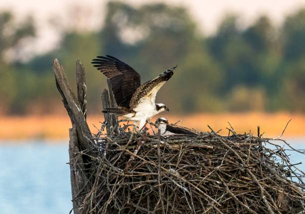 istock Osprey perched on the nest with a youngling, against a sea and trees background 1445364110
