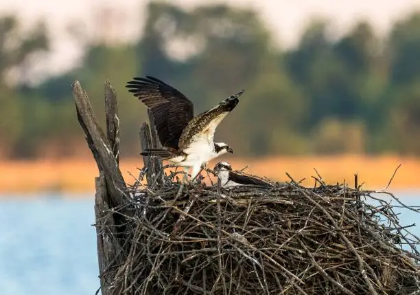 Photo of Osprey perched on the nest with a youngling, against a sea and trees background