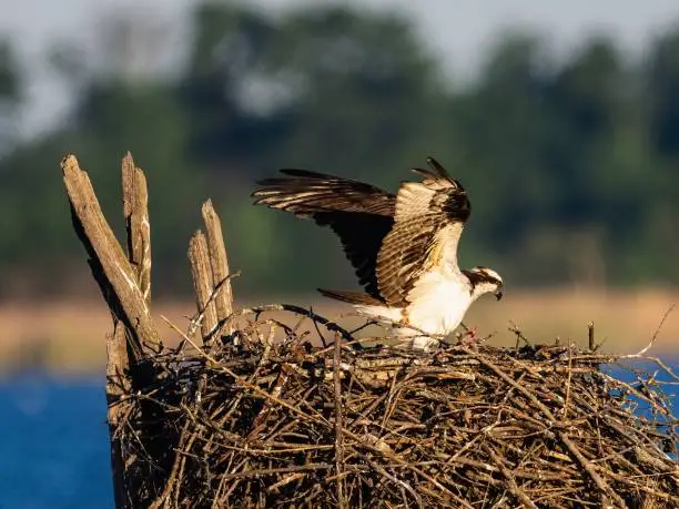 Photo of Osprey perched on the nest with spread wings, against a sea and trees background