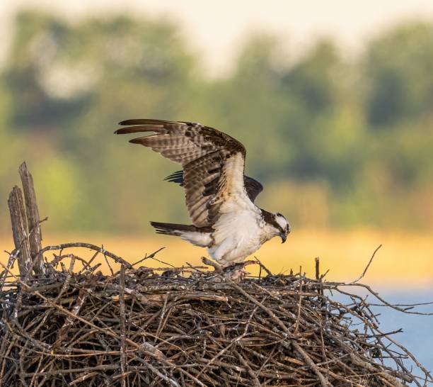 istock Osprey perched on the nest with spread wings, against a sea and trees background 1445364178