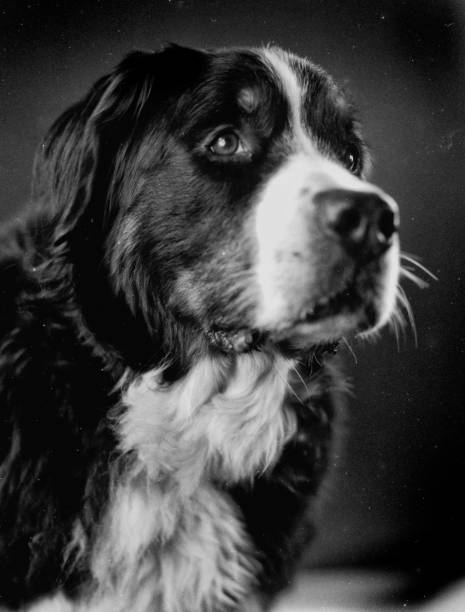 istock Vertical shot of a black and white Bernese dog 1445364215