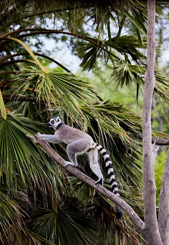A vertical of a ring-tailed lemur climbing on green tropical tree in a zoo in Oudtshoorn, South Africa