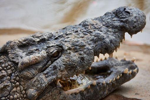 A closeup of a crocodile with its mouth open, in a zoo of Oudtshoorn, South Africa