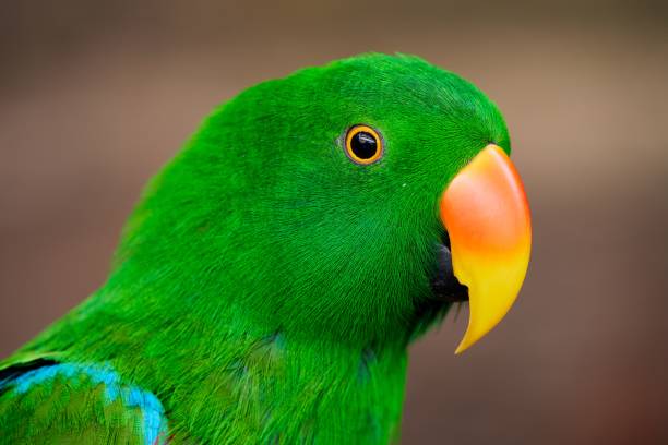istock Closeup of a green Eclectus parrot on a blurry background 1445364296