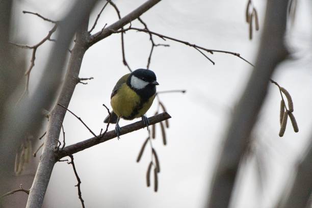 istock Beautiful shot of a great tit on a branch 1445364357