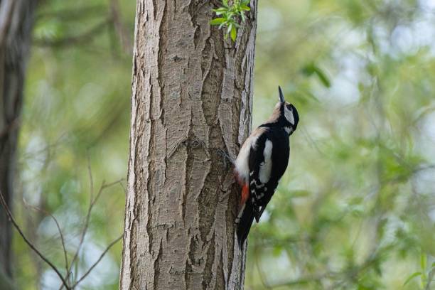 istock Beautiful shot of a great spotted woodpecker 1445364983