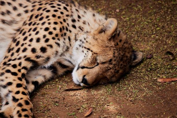istock Closeup of a cheetah sleeping on a grass during daytime 1445365215