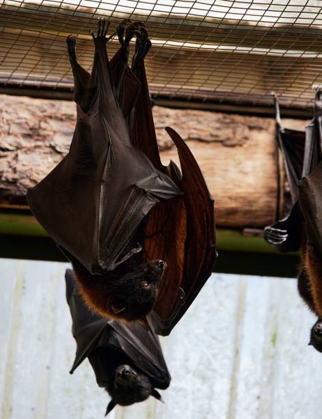 istock Vertical shot of two bats hanging upside down in a cage in a zoo 1445365302