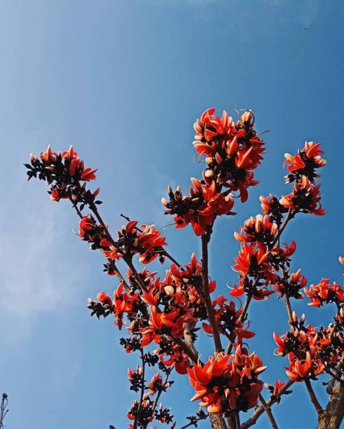 A vertical shot of a blooming Butea Monosperma tree with a blue sky in the background