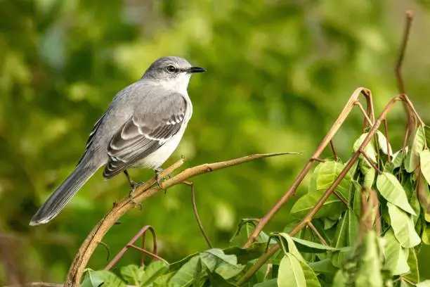 Photo of Closeup shot of a northern mockingbird perched on a tree branch on blurred background