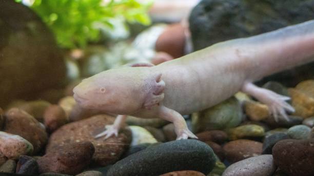 istock Closeup of a beige salamander resting on pebbles 1445365795