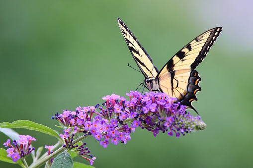 A shallow focus of an Eastern tiger swallowtail butterfly pollinating on summer lilac