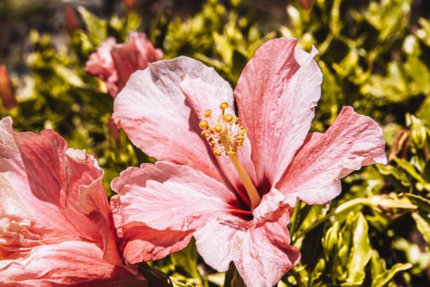istock Selective focus of a pink Hibiscus rosa-sinensis (Shoeblackplant) flower 1445365902