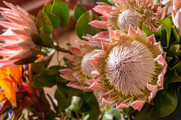 istock Selective focus shot of king protea (Protea cynaroides) flowers 1445366040