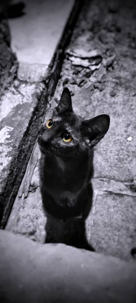 istock Adorable kitten in a street 1445366174