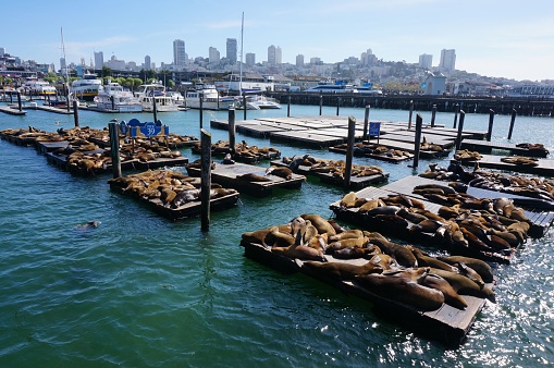 A closeup of sea lions relaxing at the pier in the sea in San Francisco