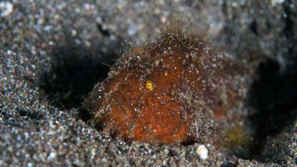 pesce rana peloso nello stretto di lembeh - pesce rana stretto -antennarius striatus - straited foto e immagini stock