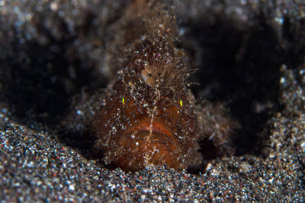 pez rana peludo en el estrecho de lembeh - pez rana del estrecho -antennarius striatus - straited fotografías e imágenes de stock