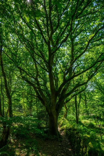istock Vertical closeup shot of a large green tree in a forest 1445366870