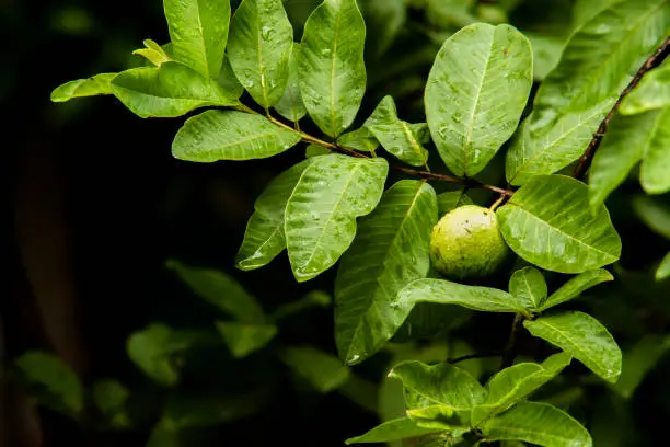 This is shot of ripe guava on a tree just after a bout of rain taken in West Bengal, India.