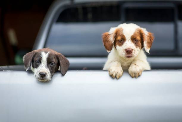 istock Two Cavalier King Charles Spaniels in the car trunk 1445367573