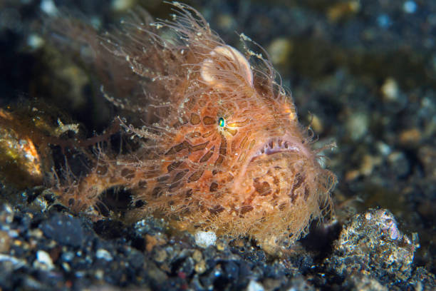 pez rana peludo en el estrecho de lembeh - pez rana del estrecho -antennarius striatus - straited fotografías e imágenes de stock