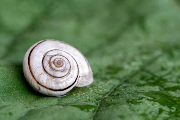 istock Snail on a green leaf covered with raindrops, close up 1445368387