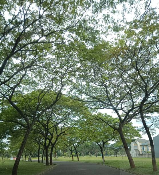 istock highway filled with big green trees 1445368579