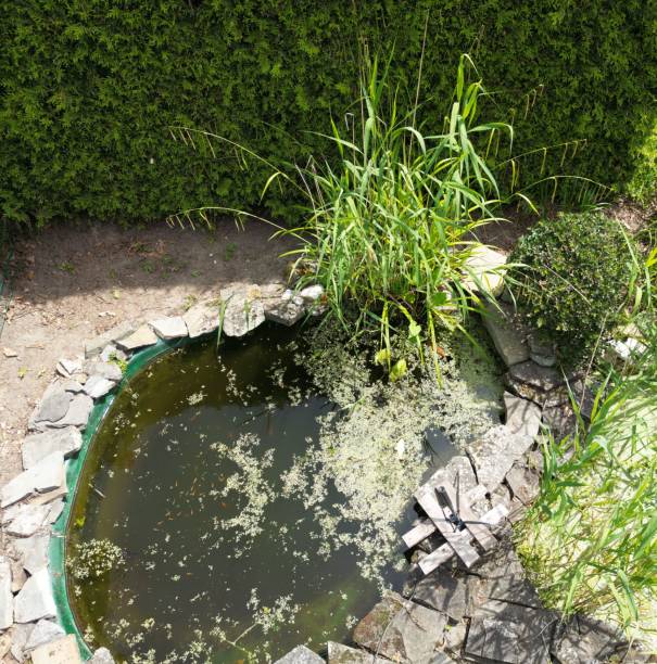 istock High angle shot of a pond in a park 1445368597