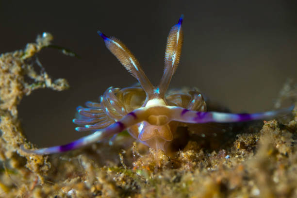 istock Colorful nudibranch Seaslug on Coral reef 1445368794