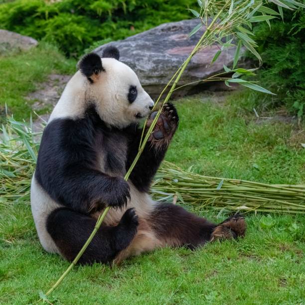 istock Young giant panda eating bamboo i 1445368796