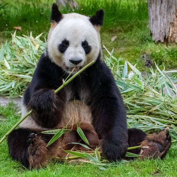 istock Young giant panda eating bamboo i 1445368816