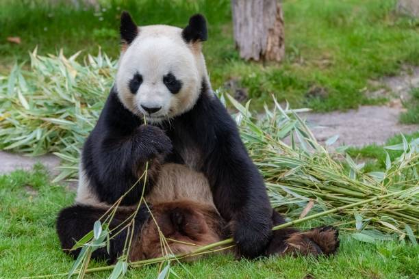 istock Young giant panda eating bamboo i 1445368821