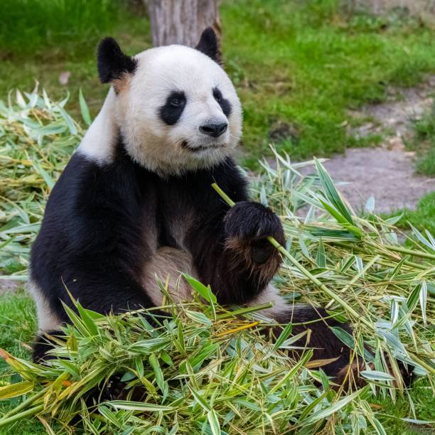 istock Young giant panda eating bamboo i 1445368827