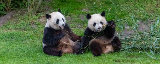 Giant pandas, bear pandas