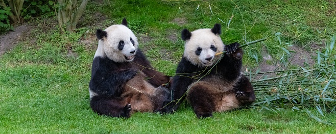 Giant pandas, bear pandas, baby panda and his mother eating bamboo