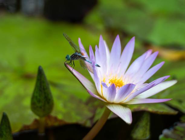 istock Macro of a dragonfly on a lotus flower 1445368884