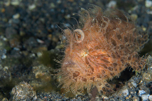 pesce rana peloso nello stretto di lembeh - pesce rana stretto -antennarius striatus - straited foto e immagini stock