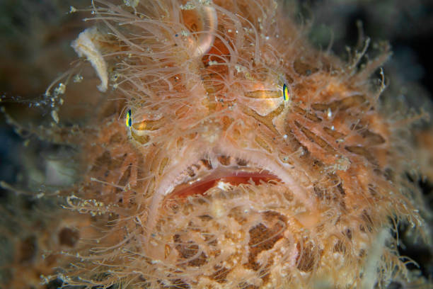 pesce rana peloso nello stretto di lembeh - pesce rana stretto -antennarius striatus - straited foto e immagini stock