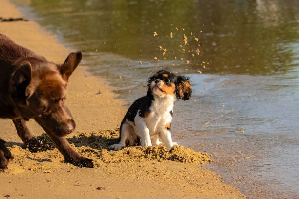istock A dog cavalier king charles, a cute puppy playing 1445369150
