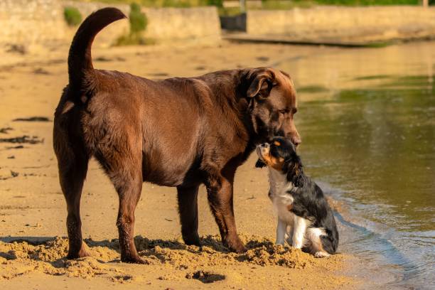 istock A dog cavalier king charles, a cute puppy playing 1445369159