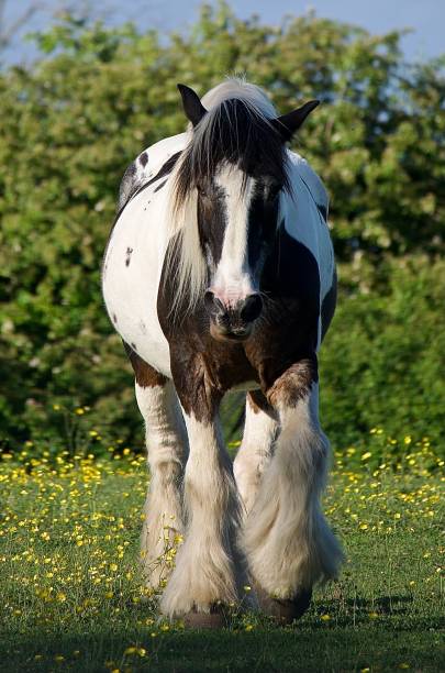 istock White and brown tinker horse walking in the field 1445369179