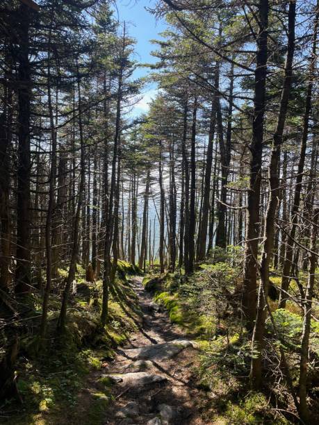 istock Vertical shot of a trail through a forest with trees on Mount Ellen 1445369197