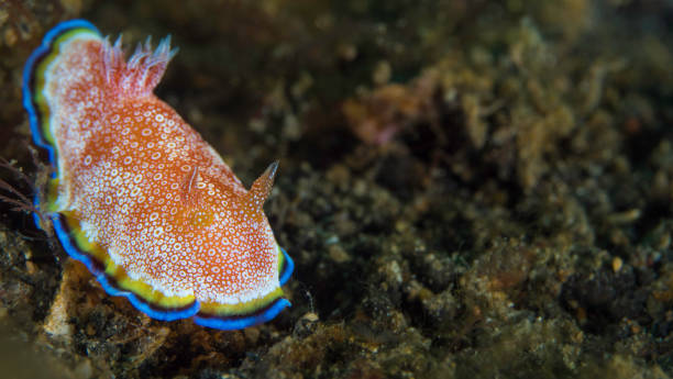 istock Colorful nudibranch Seaslug on Coral reef 1445369228