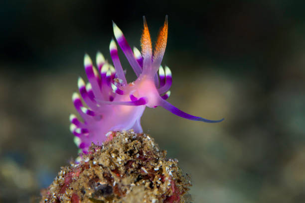 istock Colorful nudibranch Seaslug on Coral reef 1445369287
