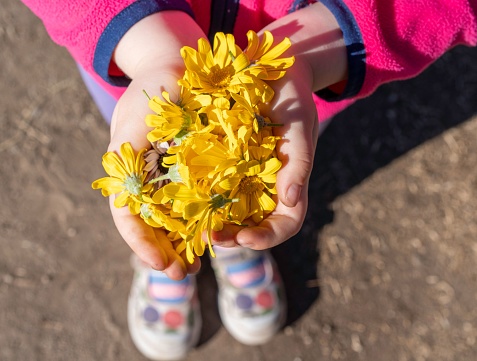 The toddler girl hands holding the yellow wild flowers, close-up